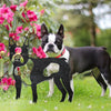 Boston Terrier Metal Silhouette